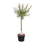 Salix flamingo ? saule panaché ? saule ornemental ? rustique - d17 cm - h75 - 85 cm Salix flamingo ? saule panaché ? saule ornemental ? rustique - d17 cm - h75 - 85 cm