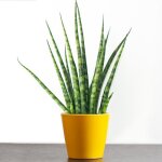 Sansevieria cylindrica spaghetti cadeau plante dintrieur en pot pour la maison ou le bureau