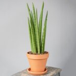 Sansevieria cylindrica spaghetti plante dint�rieur de qualit� sup�rieur de 30 � 40 cm pot inclus