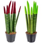 Lot de 2 - sansevieria velvet touch - langue de belle - m�re - h. 20 - 30 cm - p. 9 cm