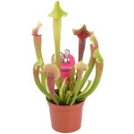 Sarracenia smoorii sarracnie  trompette pour la maison ou le bureau (20 - 30cm avec pot)
