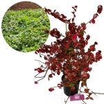 Schramas - chapeau de cardinal euonymus fortunei horts blaze - pot 17cm