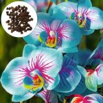 Semence graines dorchid�es 200 pcssac non ogm fleurs fra�ches graines dorchid�es de couleur vive style ...