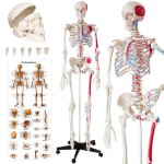 Squelette - tectake - squelette humain günni grandeur nature détaillé modèle anatomique 180 cm avec 1 ... Squelette - tectake - squelette humain günni grandeur nature détaillé modèle anatomique 180 cm avec 1 ...