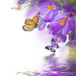 Stickers boite aux lettres papillons orchide 30x30cm