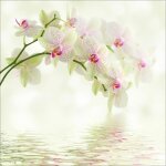 Stickers muraux déco : orchidée blanc - 5x5:30x30cm Stickers muraux déco : orchidée blanc - 5x5:30x30cm