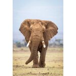 Tableau mural portrait �l�phant ceanothe - 65x97 cm - animaux