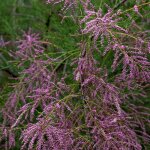 Tamaris � petites fleurs africana tamarix