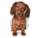 Teckel chien dog autocollant adh�sif sticker logo 843 (taille: 40 cm)
