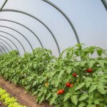 Tecplast bche serre 3x7 m 150se - film plastique transparent pour serre de jardin - haute qualit - ...