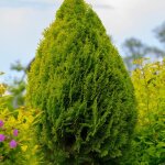 Thuya g�ant atrovirens - thuja plicata atrovirens 100cm en pot