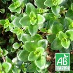 Thym citron rampant - sans traitement