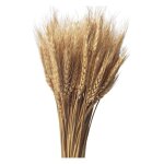Tiges de bl sches - naturel - 100pcs - dcoration dautomne - idal pour mariage - 38 - 40 cm
