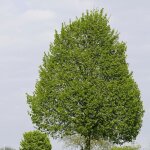 Tilleul � petites feuilles tilia