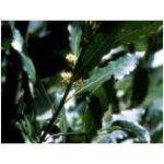 Tisane laurier sauce feuille 250 grs laurus nobilis.