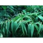 Tisane poivre noir grain extra 250 grs piper nigrum