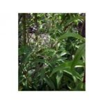 Tisane verveine odorante surchoix feuille entiere 250 grs.