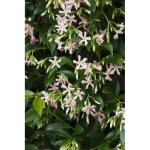 Trachelospermum jasm. star of ibiza - jasmin �toil� 50 - 60 cm pot