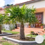 Trachycarpus fortunei - palmier chinois - palmier - rustique ? d24 cm - h70 - 80 cm