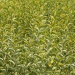 Tro�ne de californie dor� ligustrum