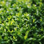 Tro�ne commun atrovirens ligustrum