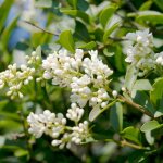 Tro�ne commun - ligustrum vulgare 80 / 100 cm pot 3l