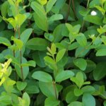 Tro�ne du japon ligustrum