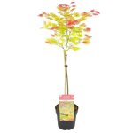 Tronc dacer shirasawanum moonrise - Érable du japon - arbuste - rustique ? d19 cm - h80 - 100 cm Tronc dacer shirasawanum moonrise - Érable du japon - arbuste - rustique ? d19 cm - h80 - 100 cm
