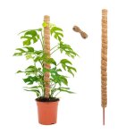 Tuteur plante 120cm - mousse / coco - monstera