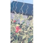 Tuteur tomates spirale - 140181 - h1m80 Tuteur tomates spirale - 140181 - h1m80