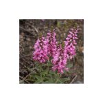 V�ronique en �pi spicata