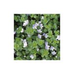 V�ronique filiforme