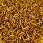 Vers de farine schs busybeaks (25kg)
