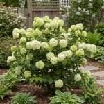Viburnum plicatum opening day - boule - de - neige du japon - plante de jardin - h. 60 - 80 cm - p. 23 ...