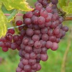 Vigne chasselas ros� vigne de table