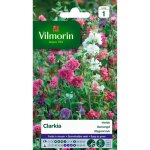 Vilmorin clarkia élégant double varié Vilmorin clarkia élégant double varié