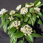 Viorne de david viburnum