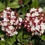 Viorne laurier tin gwenllian viburnum