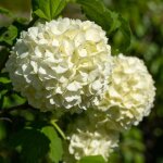 Viorne obier - viburnum opulus 60 / 80 cm pot 3l