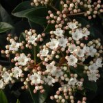 Viorne laurier tin viburnum