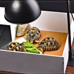 Vvikizy lampe de chauffage reptile 300w support lampe chauffante ampoule animaux terrarium