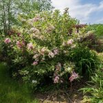 Weigela panach� weigelia