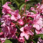 Weigela stelzneri weigelia
