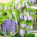 Wisteria sinensis glycine de chine arbuste rustique et grimpant � feuilles caduques et fleurs bleues