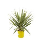 Yucca elephantipes jewel 70 / 80cm pot 5l