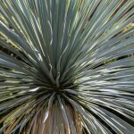 Yucca rostrata blue and blue 30 / 40 cm pot 5l