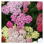 Achill�e millefeuille colorado