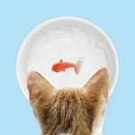 Bol pour chat avec poisson rouge au fond - suck uk blanc