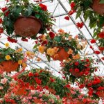 Bulbe de b�gonia cascade en m�lange