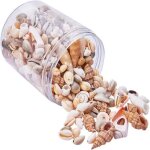 Coquillages - ynkkvre - mix grands coquillages - 150 - 200 pices - dcoration nautique - 8 - 27mm